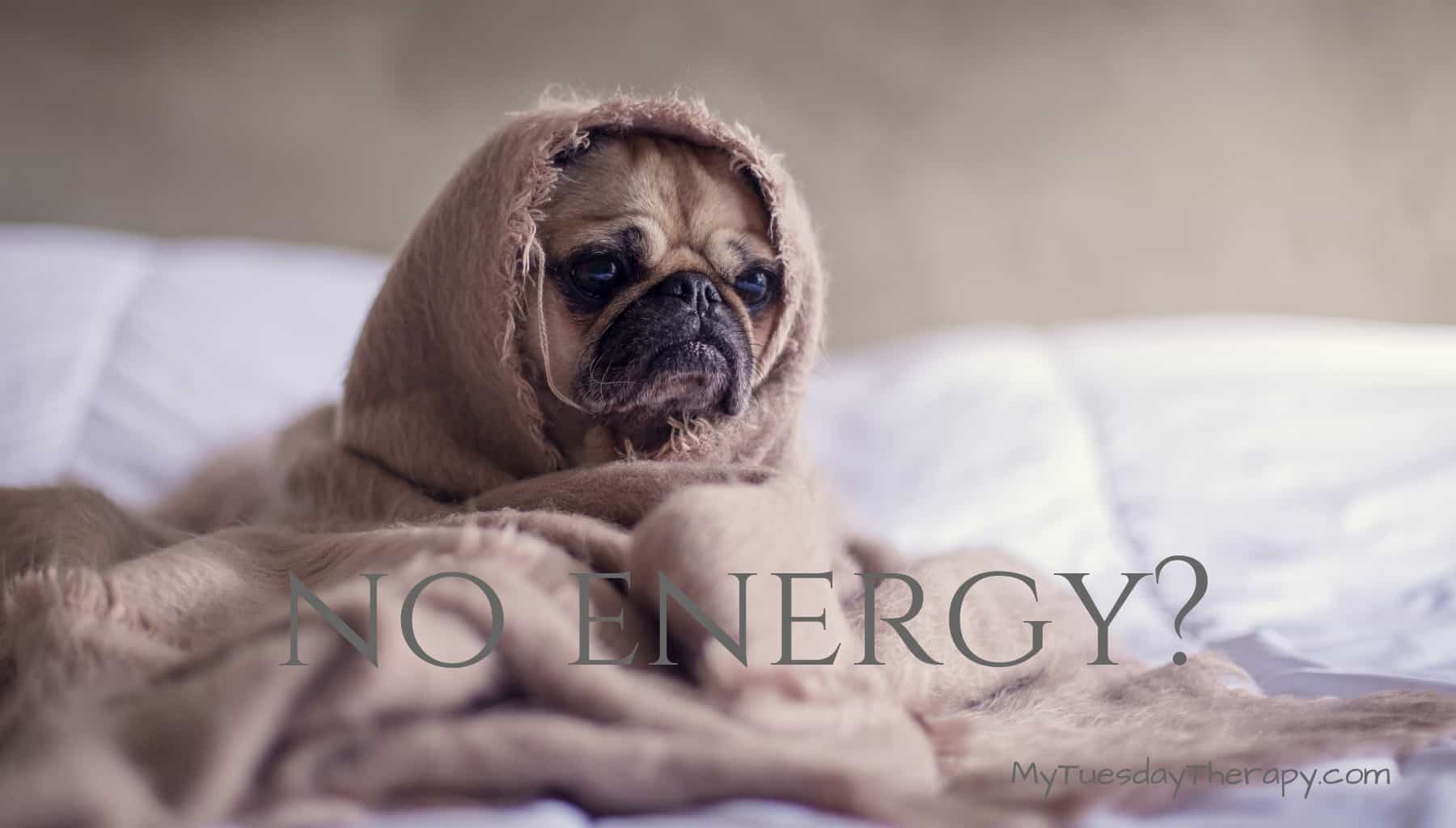 This Dog Wants to Stay In Bed. Do you Lack Energy too?